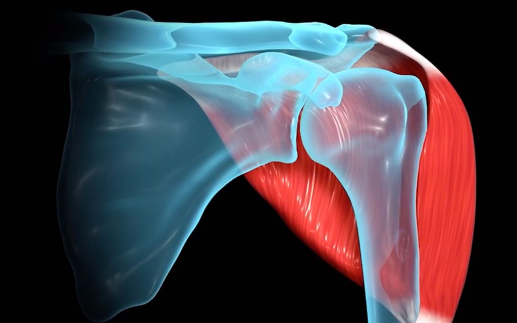Shoulder Biomechanics